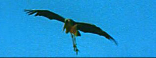 Vulture-crane.jpg